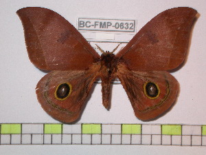  ( - BC-FMP-0632)  @13 [ ] Copyright (2010) Frank Meister Research Collection of Frank Meister