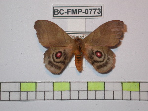  (Hyperchiria australoacuta - BC-FMP-0773)  @13 [ ] Copyright (2010) Frank Meister Research Collection of Frank Meister
