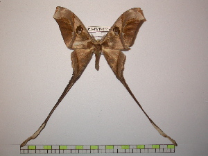  (Copiopteryx semiramis semiramis - BC-FMP-1147)  @14 [ ] Copyright (2010) Frank Meister Research Collection of Frank Meister