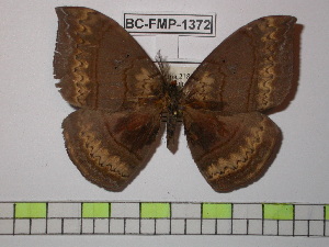  (Janiodes lavernopascoensis - BC-FMP-1372)  @14 [ ] Copyright (2010) Frank Meister Research Collection of Frank Meister