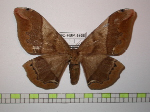  ( - BC-FMP-1408)  @14 [ ] Copyright (2010) Frank Meister Research Collection of Frank Meister