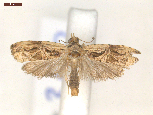  ( - CLV7340)  @11 [ ] CreativeCommons  Attribution Non-Commercial Share-Alike (2019) Carlos Lopez Vaamonde Institut National de la Recherche Agronomique, Zoologie Forestiere