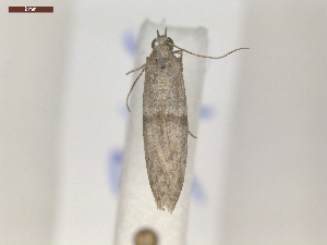  ( - CLV7346)  @12 [ ] CreativeCommons  Attribution Non-Commercial Share-Alike (2019) Carlos Lopez Vaamonde Institut National de la Recherche Agronomique, Zoologie Forestiere