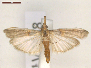  ( - CLV7438)  @13 [ ] CreativeCommons  Attribution Non-Commercial Share-Alike (2019) Carlos Lopez Vaamonde Institut National de la Recherche Agronomique, Zoologie Forestiere