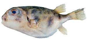  (Contusus brevicaudus - ABTC144931)  @11 [ ] Copyright (2018) Unspecified CSIRO, Australian National Fish Collection