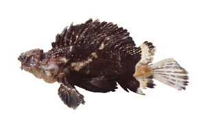  (Glyptauchen panduratus - ABTC100805)  @11 [ ] Copyright (2018) Unspecified CSIRO, Australian National Fish Collection