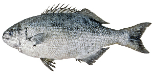  ( - ABTC142400)  @11 [ ] CreativeCommons - Attribution Non-Commercial Share-Alike (2018) Unspecified CSIRO, Australian National Fish Collection