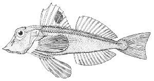  (Lepidotrigla spinosa - ABTC84166)  @11 [ ] CreativeCommons - Attribution Non-Commercial Share-Alike (2018) Unspecified CSIRO, Australian National Fish Collection