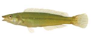  (Neoodax balteatus - ABTC87191)  @11 [ ] CreativeCommons - Attribution Non-Commercial Share-Alike (2018) Unspecified CSIRO, Australian National Fish Collection