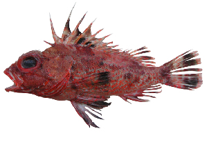  (Neosebastes bougainvillii - ABTC71242)  @11 [ ] CreativeCommons - Attribution Non-Commercial Share-Alike (2018) Unspecified CSIRO, Australian National Fish Collection