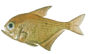  (Pempheris multiradiata - ABTC78387)  @11 [ ] CreativeCommons - Attribution Non-Commercial Share-Alike (2018) Unspecified CSIRO, Australian National Fish Collection