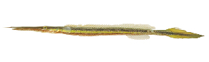  ( - ABTC70004)  @11 [ ] CreativeCommons - Attribution Non-Commercial Share-Alike (2018) Unspecified CSIRO, Australian National Fish Collection