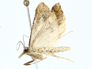  ( - BIOUG73638-E08)  @11 [ ] CreativeCommons - Attribution (2022) CBG Photography Group Centre for Biodiversity Genomics