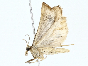  ( - BIOUG73638-E09)  @11 [ ] CreativeCommons - Attribution (2022) CBG Photography Group Centre for Biodiversity Genomics