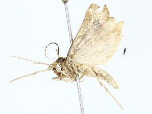  ( - BIOUG73638-E10)  @11 [ ] CreativeCommons - Attribution (2022) CBG Photography Group Centre for Biodiversity Genomics