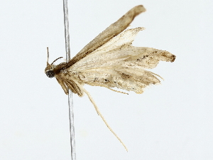  ( - BIOUG73638-E12)  @11 [ ] CreativeCommons - Attribution (2022) CBG Photography Group Centre for Biodiversity Genomics