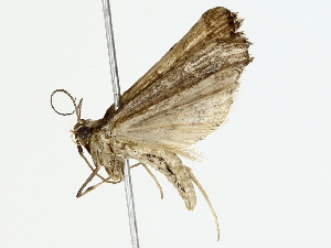  ( - BIOUG73638-F02)  @11 [ ] CreativeCommons - Attribution (2022) CBG Photography Group Centre for Biodiversity Genomics