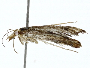  ( - BIOUG80119-D09)  @11 [ ] CreativeCommons - Attribution (2022) CBG Photography Group Centre for Biodiversity Genomics