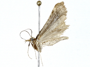  ( - BIOUG80120-A09)  @11 [ ] CreativeCommons - Attribution (2022) CBG Photography Group Centre for Biodiversity Genomics