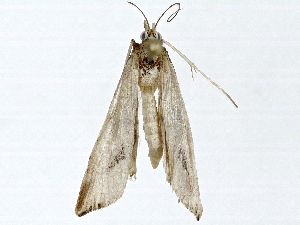  ( - BIOUG80120-B12)  @11 [ ] CreativeCommons - Attribution (2022) CBG Photography Group Centre for Biodiversity Genomics