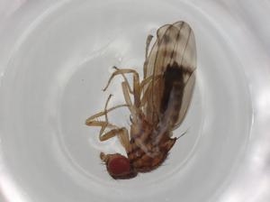  (Drosophila punctatonervosa - BIOUG97916-E01)  @11 [ ] CreativeCommons - Attribution (2023) Centre for Biodiversity Genomics Centre for Biodiversity Genomics