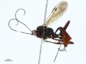  ( - BIOUG99478-C08)  @11 [ ] CreativeCommons - Attribution (2023) CBG Photography Group Centre for Biodiversity Genomics