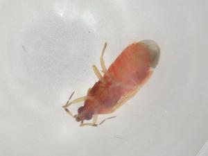  ( - CBG-A02220-A07)  @11 [ ] CreativeCommons - Attribution (2023) Centre for Biodiversity Genomics Centre for Biodiversity Genomics