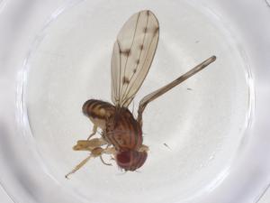  ( - CBG-A07387-B10)  @11 [ ] CreativeCommons - Attribution (2023) Centre for Biodiversity Genomics Centre for Biodiversity Genomics