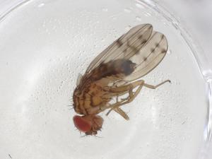  ( - CBG-A07387-C01)  @11 [ ] CreativeCommons - Attribution (2023) Centre for Biodiversity Genomics Centre for Biodiversity Genomics