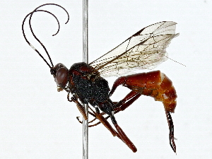  ( - BIOUG80119-F02)  @11 [ ] CreativeCommons - Attribution (2022) CBG Photography Group Centre for Biodiversity Genomics