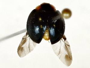  ( - BIOUG80119-H01)  @11 [ ] CreativeCommons - Attribution (2022) CBG Photography Group Centre for Biodiversity Genomics