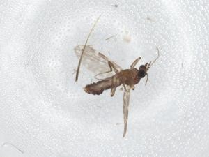  ( - BIOUG81829-D06)  @11 [ ] CreativeCommons - Attribution (2022) Centre for Biodiversity Genomics Centre for Biodiversity Genomics