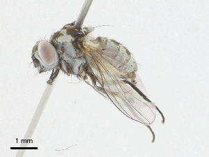  ( - CBG-A02880-D02)  @11 [ ] CreativeCommons - Attribution (2023) CBG Photography Group Centre for Biodiversity Genomics