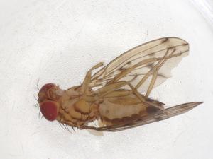  ( - CBG-A08150-C02)  @11 [ ] CreativeCommons - Attribution (2023) Centre for Biodiversity Genomics Centre for Biodiversity Genomics