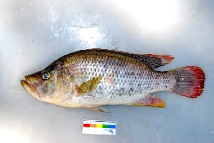  (Serranochromis altus - PS13-A076)  @11 [ ] CreativeCommons - Attribution Non-Commercial Share-Alike (2013) SAIAB SAIAB