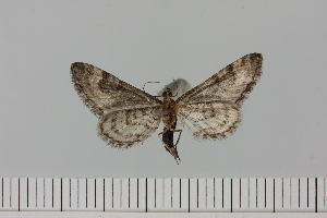  (Eupithecia angustiarum - HSS18004)  @11 [ ] Unspecified (default): All Rights Reserved  Unspecified Unspecified