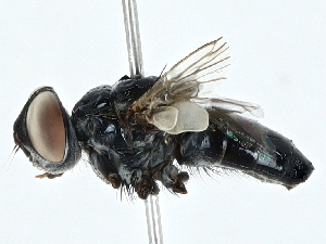  ( - BIOUG95307-B08)  @11 [ ] CreativeCommons - Attribution (2023) CBG Photography Group Centre for Biodiversity Genomics