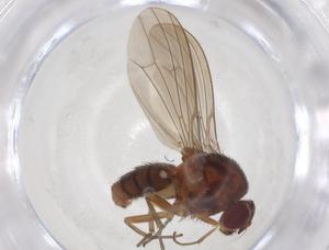  (GenusC_MAD - CBG-A00532-B02)  @11 [ ] CreativeCommons - Attribution (2023) Centre for Biodiversity Genomics Centre for Biodiversity Genomics