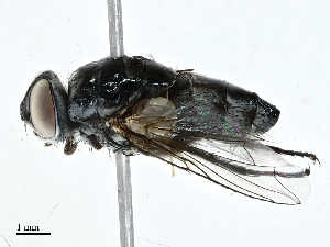  ( - CBG-A02894-H03)  @11 [ ] CreativeCommons - Attribution (2023) CBG Photography Group Centre for Biodiversity Genomics