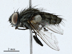  ( - CBG-A01203-G12)  @11 [ ] CreativeCommons - Attribution (2023) CBG Photography Group Centre for Biodiversity Genomics