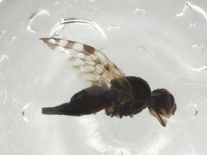  ( - CBG-A02170-F12)  @11 [ ] CreativeCommons - Attribution (2023) Centre for Biodiversity Genomics Centre for Biodiversity Genomics