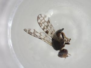  ( - CBG-A02261-C10)  @11 [ ] CreativeCommons - Attribution (2023) Centre for Biodiversity Genomics Centre for Biodiversity Genomics