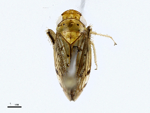  ( - CBG-A02843-C09)  @11 [ ] CreativeCommons - Attribution (2023) CBG Photography Group Centre for Biodiversity Genomics