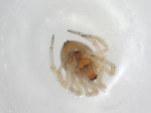  (Theridion sp - CBG-A02703-D06)  @11 [ ] CreativeCommons - Attribution (2023) Centre for Biodiversity Genomics Centre for Biodiversity Genomics