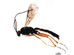  ( - 09PROBE-A0393)  @13 [ ] CreativeCommons - Attribution (2010) CBG Photography Group Centre for Biodiversity Genomics