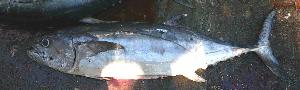  ( - SAIAB 77788-T61)  @12 [ ] Unspecified (default): All Rights Reserved  Unspecified Unspecified