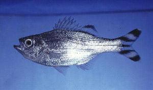 ( - SAIAB 78135-T179)  @13 [ ] Unspecified (default): All Rights Reserved  Unspecified Unspecified