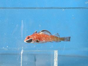  ( - SAIAB 77336-T200)  @12 [ ] Unspecified (default): All Rights Reserved  Unspecified Unspecified