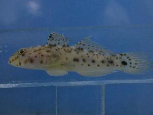  ( - SAIAB 78082-T279)  @12 [ ] Unspecified (default): All Rights Reserved  Unspecified Unspecified
