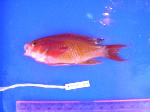  ( - SAIAB T604)  @11 [ ] Unspecified (default): All Rights Reserved  Unspecified Unspecified